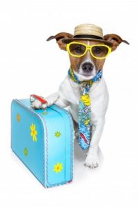dog tourist