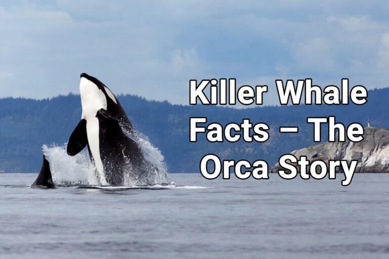 Killer Whale Facts – The Orca Story