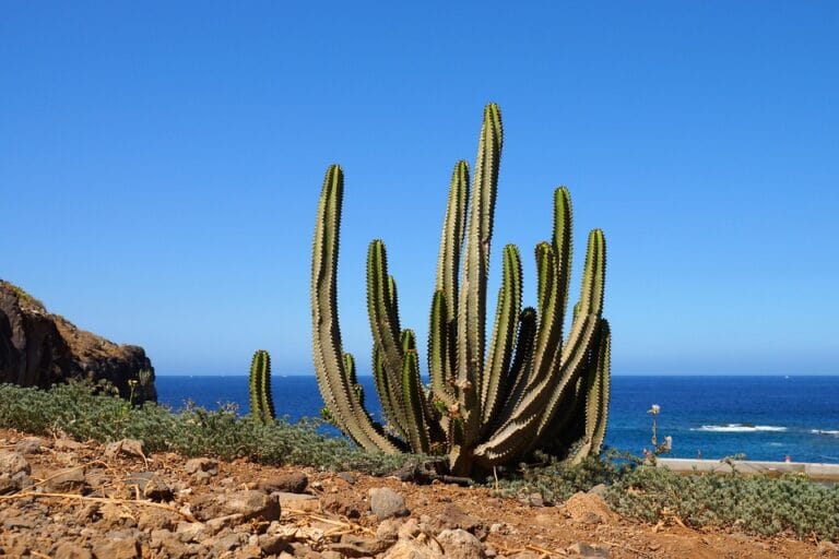 A Local’s Guide to Climbing Mount Teide: Tips and Tales