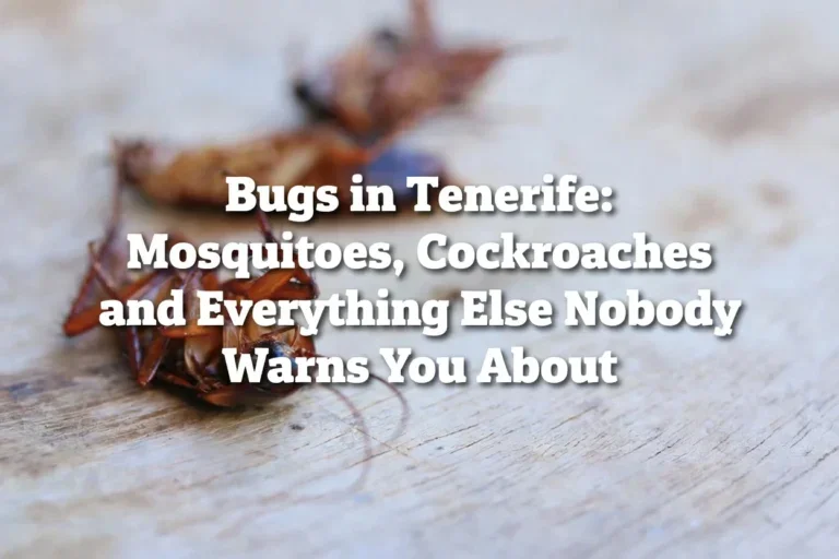 Bugs in Tenerife: Mosquitoes, Cockroaches and Everything Else Nobody Warns You About Bugs in Tenerife: Mosquitoes, Cockroaches and Everything Else Nobody Warns You About