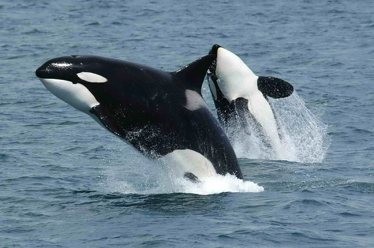 killer whales