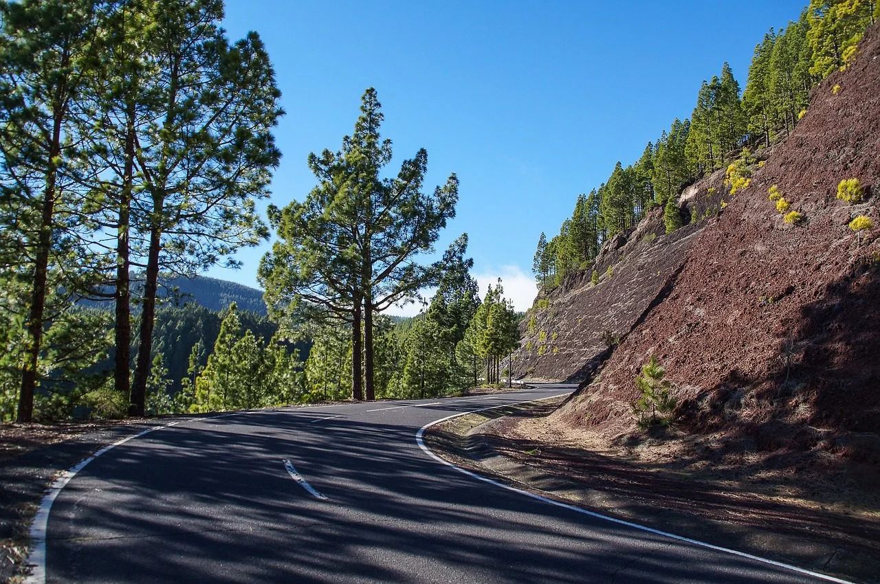 tenerife pine forest