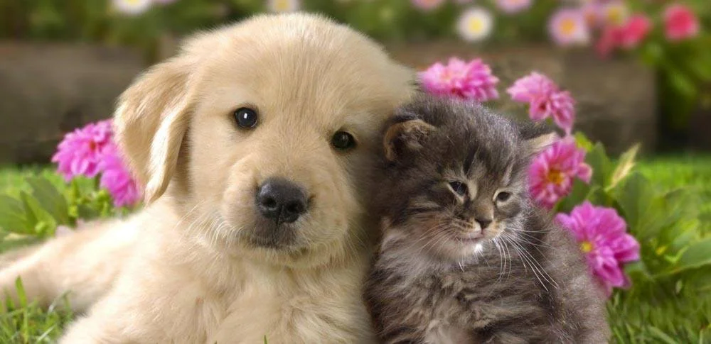Tenerife Animal Charities and Organisations