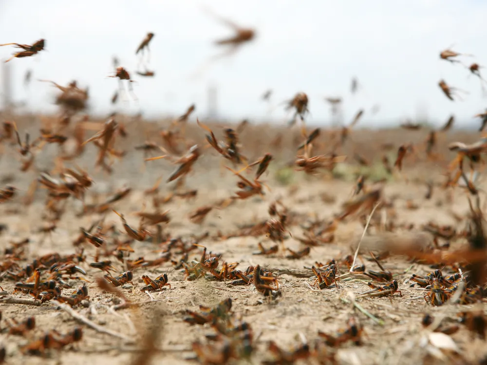Locust swarm